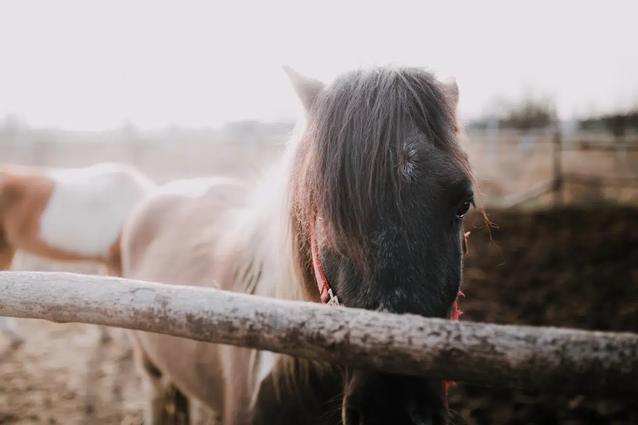 Horse in the box stable image